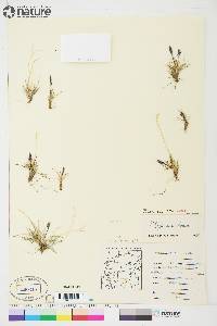 Festuca baffinensis image