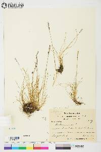 Festuca baffinensis image