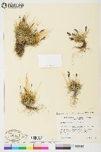 Festuca baffinensis image