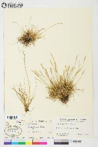 Festuca baffinensis image