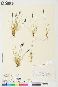 Festuca baffinensis image