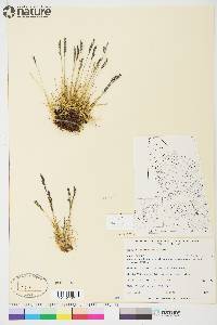 Festuca baffinensis image