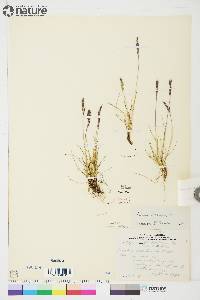 Festuca baffinensis image