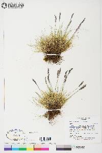 Festuca baffinensis image