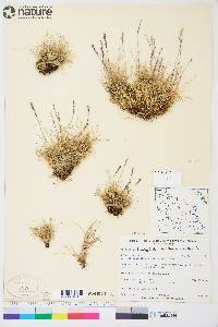 Festuca brachyphylla image