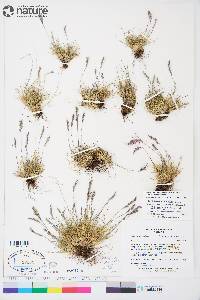 Festuca brachyphylla image