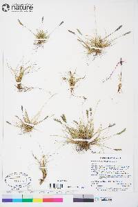 Festuca brachyphylla image