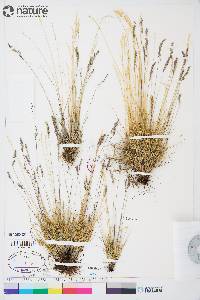 Festuca brachyphylla image