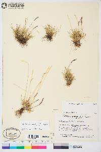 Festuca brachyphylla image