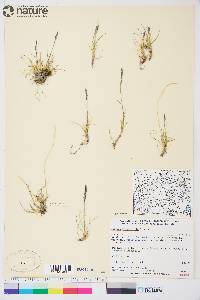 Festuca brachyphylla image