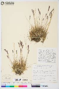 Festuca brachyphylla image