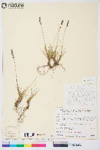 Festuca brachyphylla image