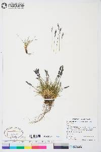 Festuca brachyphylla image