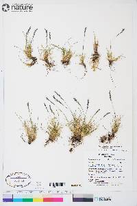 Festuca brachyphylla subsp. brachyphylla image