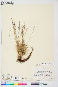 Festuca brachyphylla image