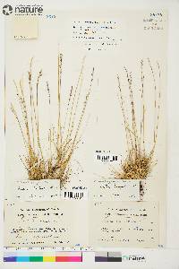 Festuca brachyphylla image