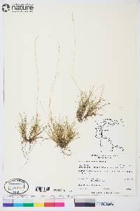 Festuca brachyphylla image