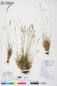 Festuca brachyphylla image