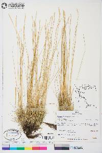 Festuca brachyphylla image