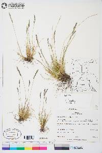 Festuca brachyphylla image