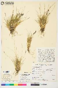 Festuca edlundiae image