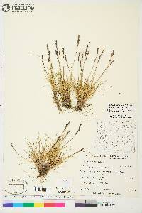 Festuca edlundiae image