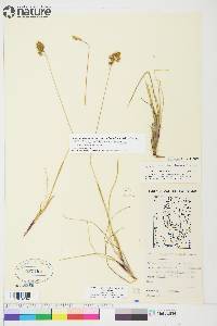 Anthoxanthum monticola subsp. alpinum image