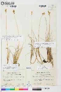 Anthoxanthum monticola image