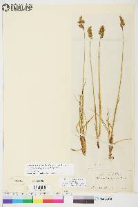 Anthoxanthum monticola subsp. alpinum image
