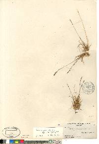 Festuca brachyphylla image