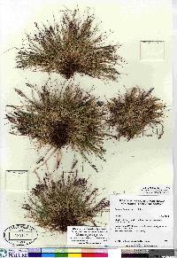 Festuca baffinensis image