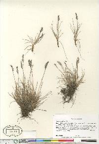 Festuca baffinensis image