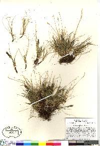 Festuca baffinensis image