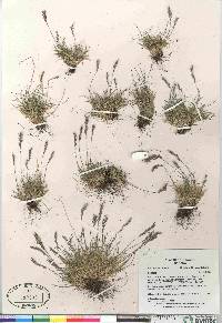 Festuca brachyphylla image