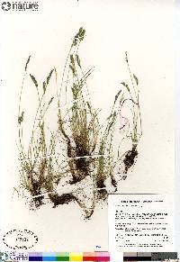 Festuca baffinensis image