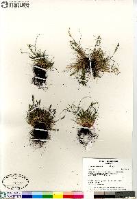 Festuca brachyphylla image