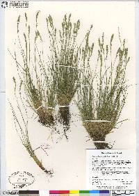 Festuca brachyphylla image