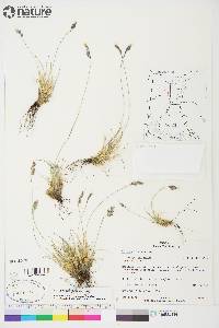 Festuca lenensis image