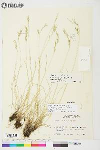 Festuca prolifera image