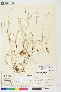 Festuca prolifera image