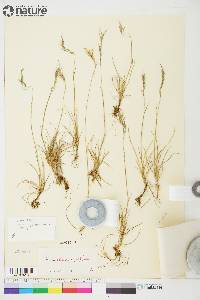 Festuca prolifera image