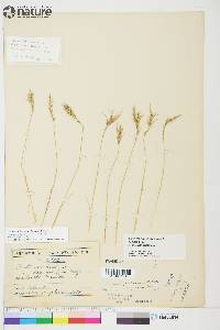 Festuca prolifera image