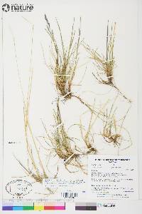 Festuca rubra image