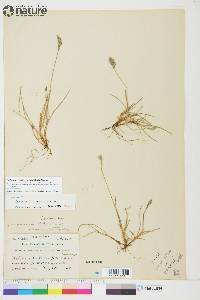 Festuca rubra image