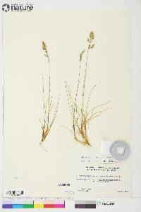 Festuca rubra image