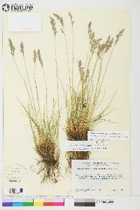 Festuca rubra image