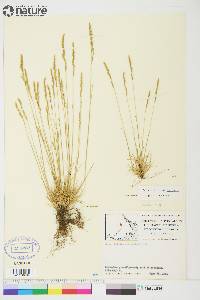 Festuca saximontana image