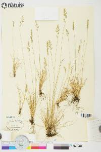 Festuca saximontana image