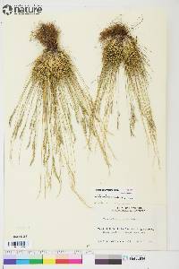 Festuca saximontana image