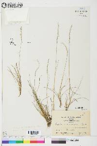 Festuca saximontana image